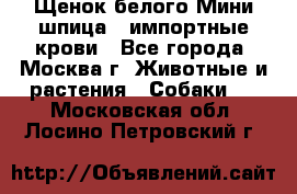 Щенок белого Мини шпица , импортные крови - Все города, Москва г. Животные и растения » Собаки   . Московская обл.,Лосино-Петровский г.